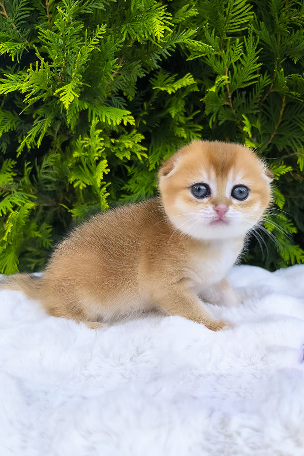 Mia | Scottish Fold Kitten