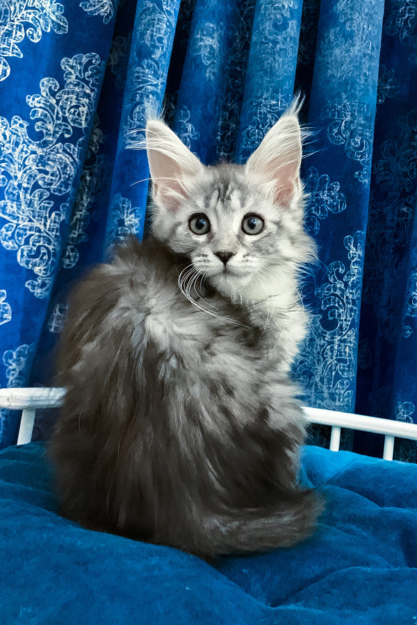 Mia | Maine Coon Kitten