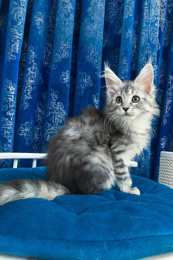 Mia | Maine Coon Kitten