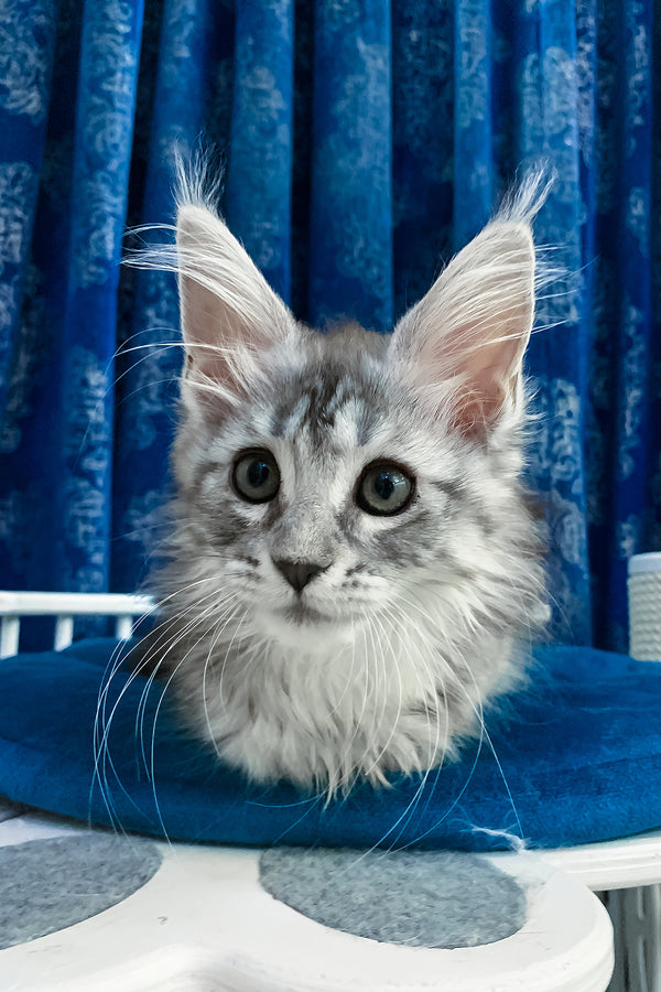 Mia | Maine Coon Kitten