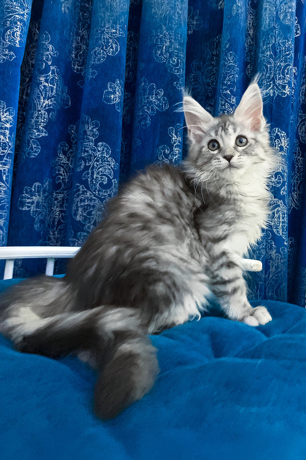 Mia | Maine Coon Kitten