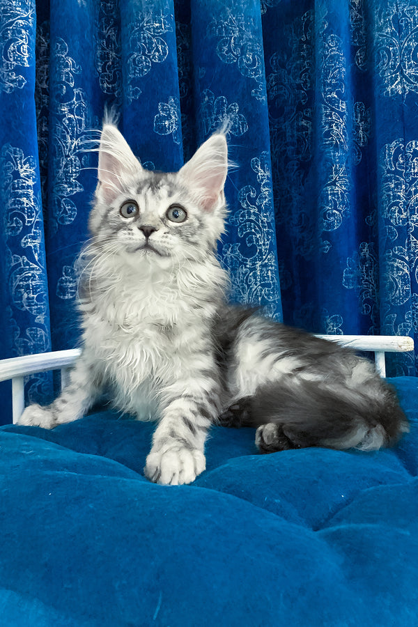 Mia | Maine Coon Kitten