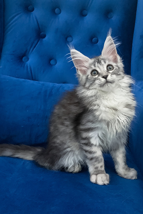 Mia | Maine Coon Kitten