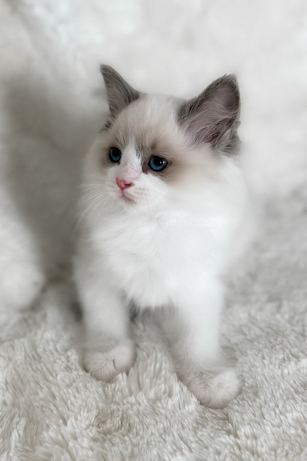 Mia | Ragdoll Kitten