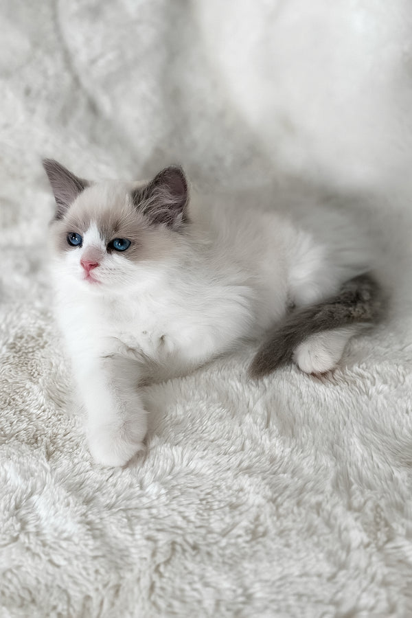 Mia | Ragdoll Kitten