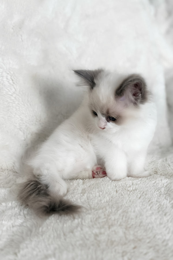 Mia | Ragdoll Kitten