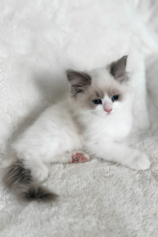 Mia | Ragdoll Kitten