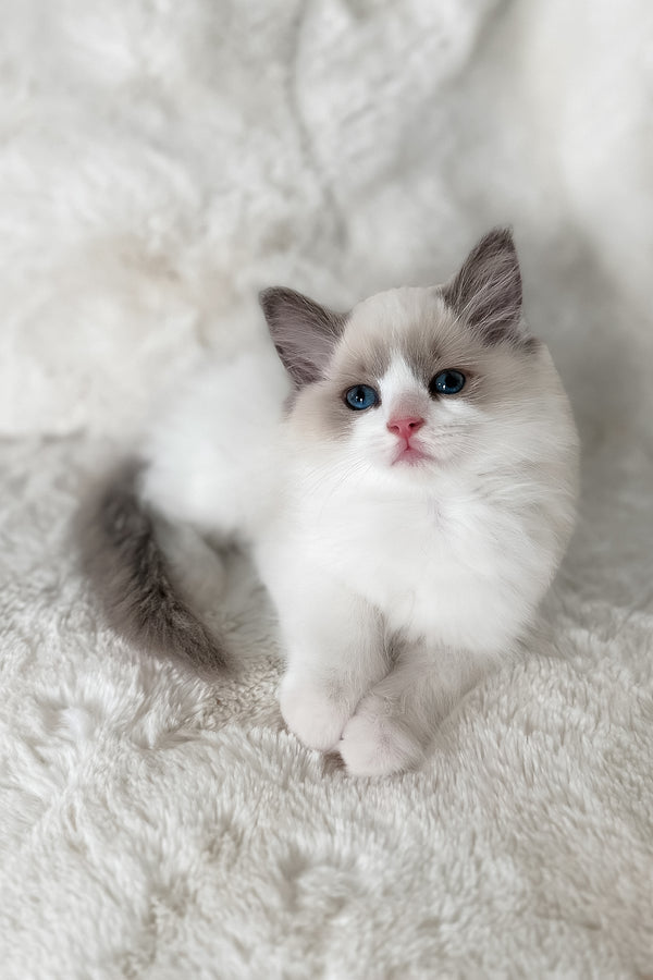 Mia | Ragdoll Kitten