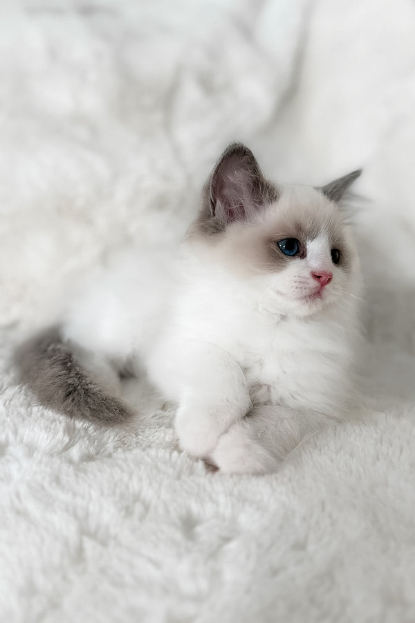 Mia | Ragdoll Kitten