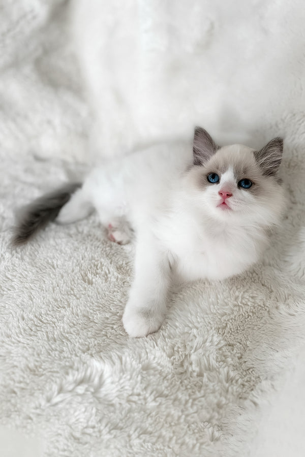 Mia | Ragdoll Kitten