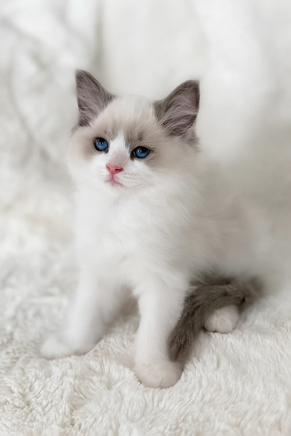 Mia | Ragdoll Kitten