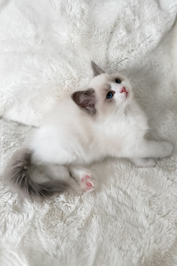 Mia | Ragdoll Kitten