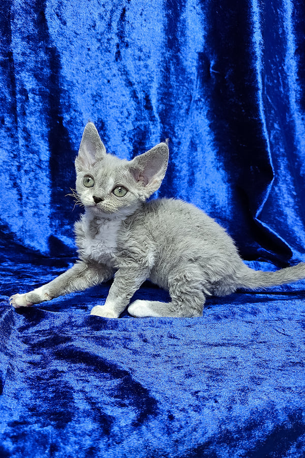 Mia | Devon Rex Kitten