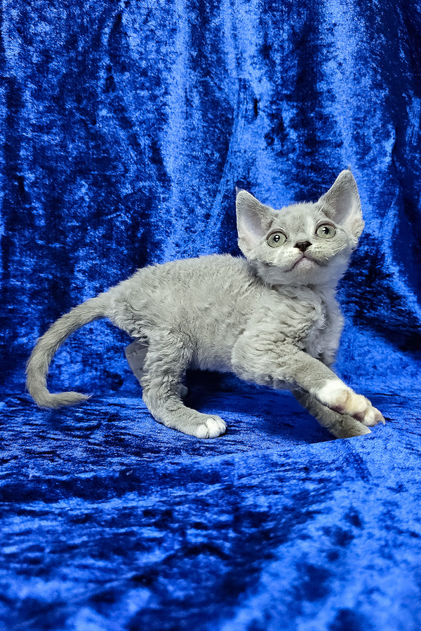 Mia | Devon Rex Kitten
