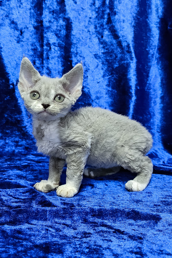Mia | Devon Rex Kitten