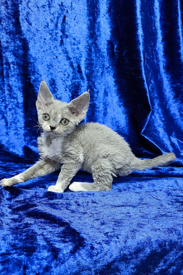 Mia | Devon Rex Kitten