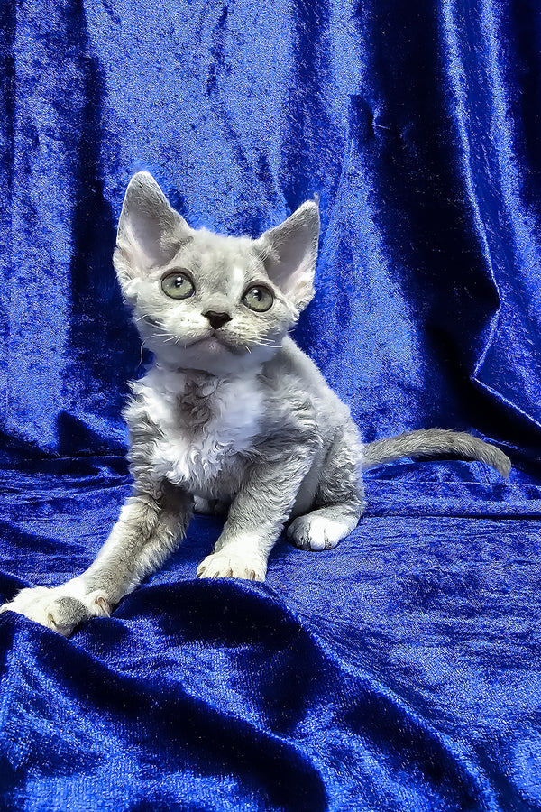 Mia | Devon Rex Kitten