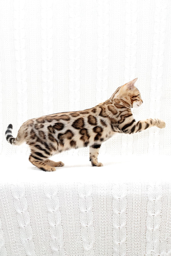 Mia | Bengal Kitten