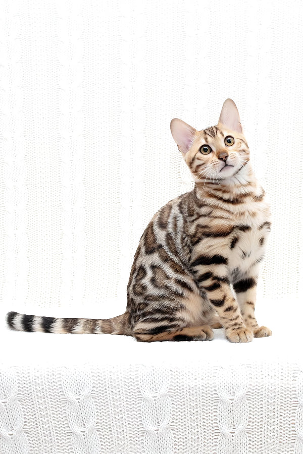 Mia | Bengal Kitten