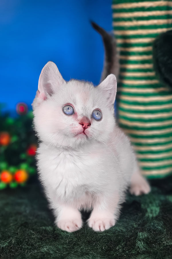 Michael | Munchkin Kitten