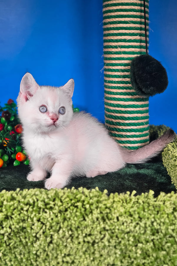 Michael | Munchkin Kitten