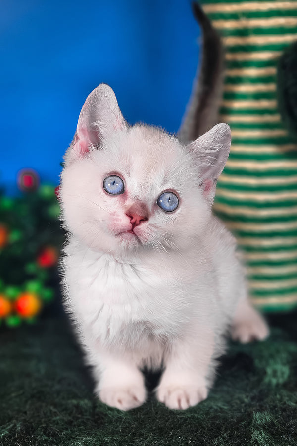 Michael | Munchkin Kitten
