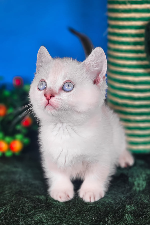 Michael | Munchkin Kitten