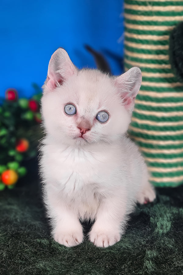 Michael | Munchkin Kitten