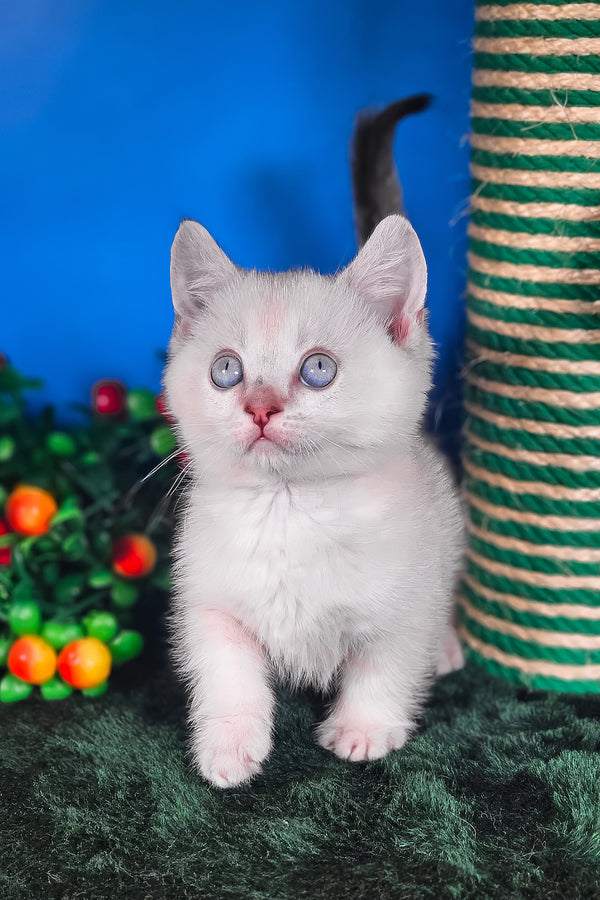 Michael | Munchkin Kitten