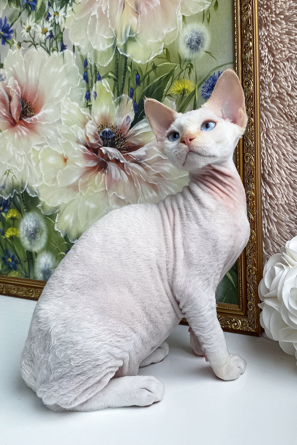 Michelle | Devon Rex Kitten