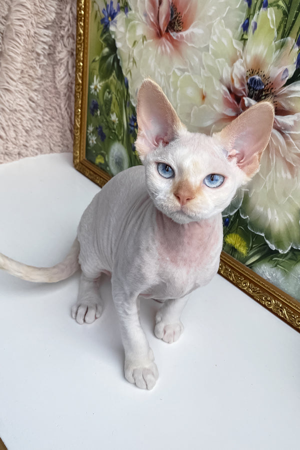 Michelle | Devon Rex Kitten