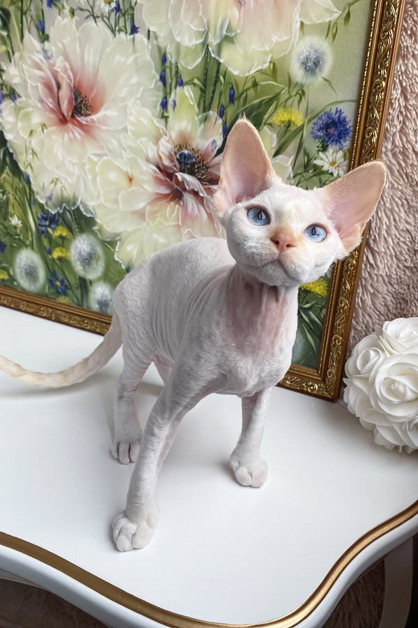 Michelle | Devon Rex Kitten