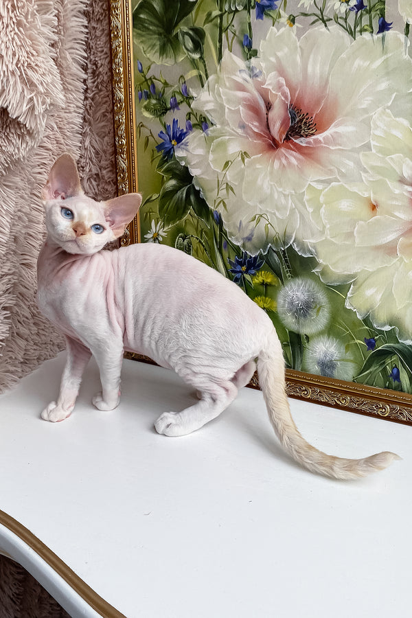 Michelle | Devon Rex Kitten