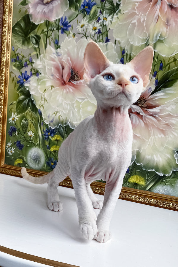 Michelle | Devon Rex Kitten