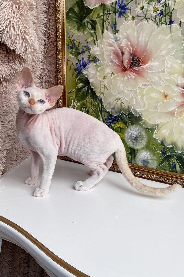 Michelle | Devon Rex Kitten