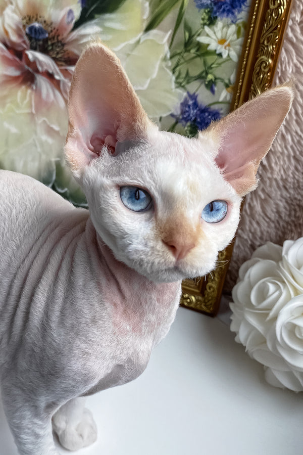 Michelle | Devon Rex Kitten