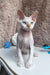 Michelle | Devon Rex Kitten