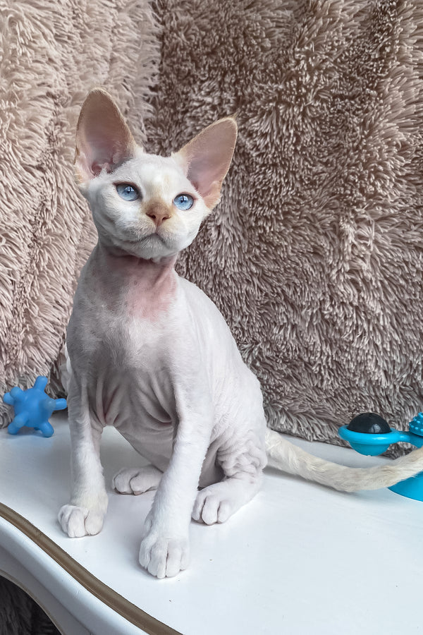 Michelle | Devon Rex Kitten