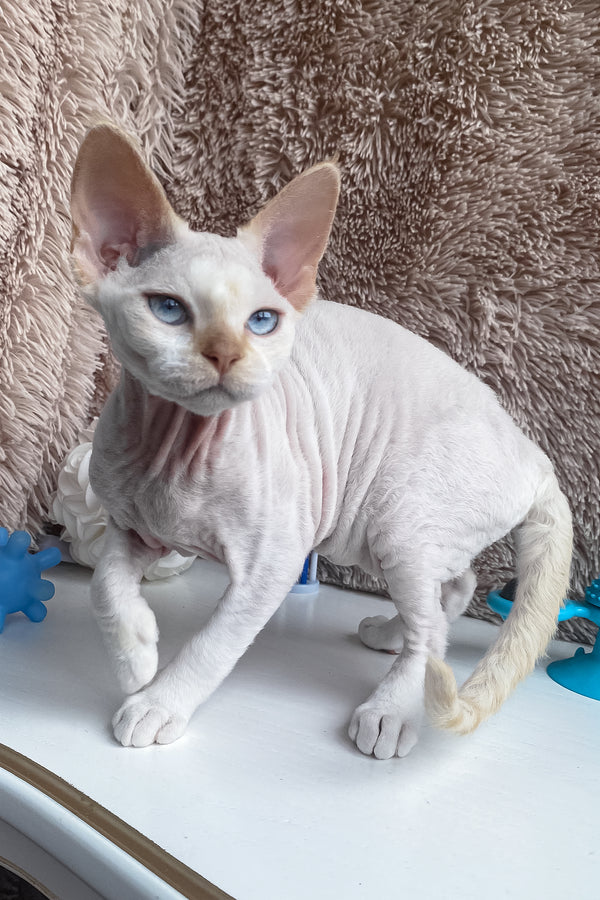 Michelle | Devon Rex Kitten