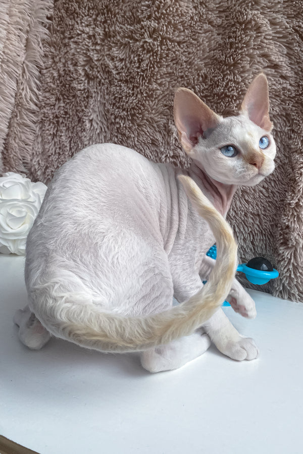 Michelle | Devon Rex Kitten