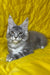 Michelle | Maine Coon Kitten