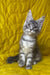 Michelle | Maine Coon Kitten