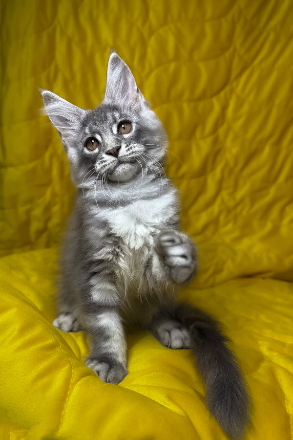 Michelle | Maine Coon Kitten