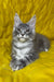 Michelle | Maine Coon Kitten