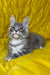 Michelle | Maine Coon Kitten