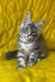 Michelle | Maine Coon Kitten