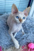 Michelle | Devon Rex Kitten