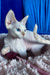 Michelle | Devon Rex Kitten