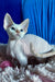 Michelle | Devon Rex Kitten