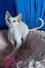 Michelle | Devon Rex Kitten